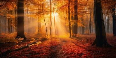 Tourists trekking amazing autumn forest in the morning sunlight. Red and yellow leaves on trees in the forest golden forest landscape photo