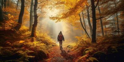Tourists trekking amazing autumn forest in the morning sunlight. Red and yellow leaves on trees in the forest golden forest landscape photo