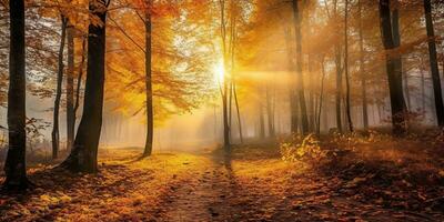 Tourists trekking amazing autumn forest in the morning sunlight. Red and yellow leaves on trees in the forest golden forest landscape photo