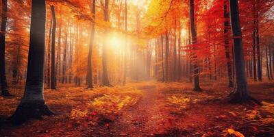 Tourists trekking amazing autumn forest in the morning sunlight. Red and yellow leaves on trees in the forest golden forest landscape photo