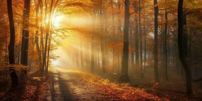 Tourists trekking amazing autumn forest in the morning sunlight. Red and yellow leaves on trees in the forest golden forest landscape photo