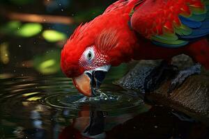Red parrot in the forest. Lam Than river. Macaw parrot flying in dark green plants, red parrot in the forest. photo