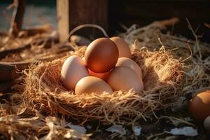 agricultura, pollo huevos, granja en el campo foto