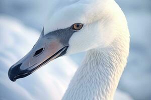 Whooper Swan turns on the water lead to snow Swan amid strong wind blowing snow Lake Kussharo, Hokkaido photo