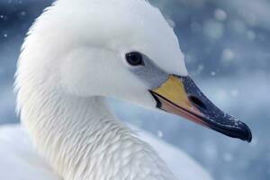 Whooper Swan turns on the water lead to snow Swan amid strong wind blowing snow Lake Kussharo, Hokkaido photo