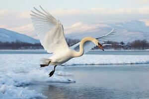 Whooper Swan turns on the water lead to snow Swan amid strong wind blowing snow Lake Kussharo, Hokkaido photo