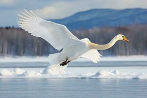 Whooper Swan turns on the water lead to snow Swan amid strong wind blowing snow Lake Kussharo, Hokkaido photo