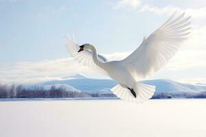 chillón cisne vueltas en el agua dirigir a nieve cisne en medio de fuerte viento soplo nieve lago kusharo, Hokkaido foto