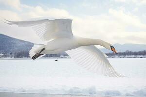 chillón cisne vueltas en el agua dirigir a nieve cisne en medio de fuerte viento soplo nieve lago kusharo, Hokkaido foto