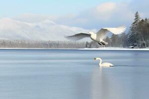 Whooper Swan turns on the water lead to snow Swan amid strong wind blowing snow Lake Kussharo, Hokkaido photo