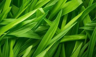 Fresh lush green grass on meadow with drops of water dew. Close-up macro. Created with generative AI tools photo