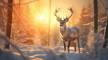 A big deer stands on a cold winter night in a snowy forest. at sunset photo