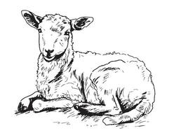 Cute Lamb lying hand drawn sketch Vector illustration