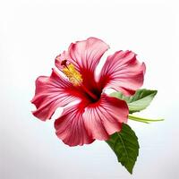 rosado hibisco flor en blanco antecedentes generativo ai foto