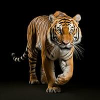 a realistic tiger walking on black background generative AI photo
