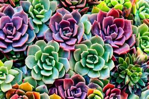 Succulents Background, AI Generative photo