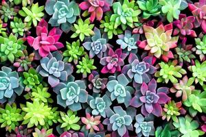 Succulents Background, AI Generative photo