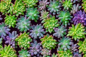 Succulents Background, AI Generative photo