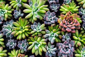 Succulents Background, AI Generative photo