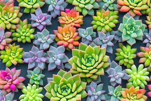 Succulents Background, AI Generative photo