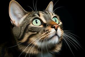 a close up of a cat looking up at the sky generative ai photo