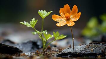 a single orange flower is growing out of the ground generative ai photo