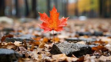 a single red maple leaf sits on top of a pile of fallen leaves generative ai photo