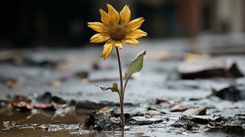 a single sunflower growing out of a muddy puddle generative ai photo