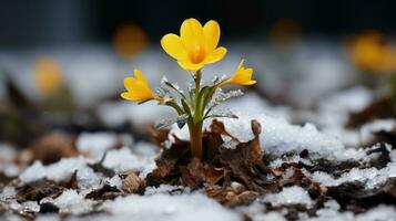 a single yellow flower is growing out of the snow generative ai photo