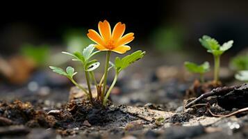a small orange flower is growing out of the ground photo
