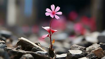 a small pink flower is growing out of a pile of rocks generative ai photo