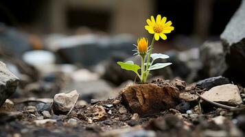 a small yellow flower is growing out of the ground generative ai photo