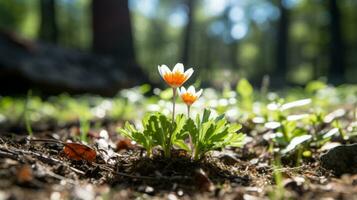 an orange and white flower growing out of the ground generative ai photo