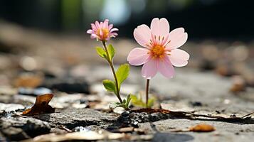 two pink flowers growing out of a crack in the ground generative ai photo