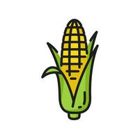 Maize with leaves isolated corncob corn cob icon vector