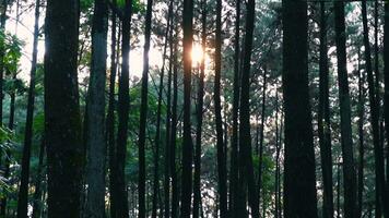 sunrise in pine forest beautiful video