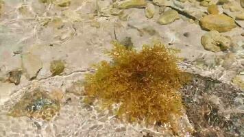 Fresco amarillo mar hierba mar césped sargazo playa México. video