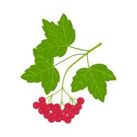 vector ilustración de guelder Rosa baya en un sencillo mano dibujado dibujos animados estilo