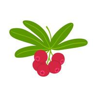 Branch with cranberry on a white background. Hand drawn autumn berries vector