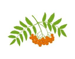 Bunch of rowan berries isolated on white background. Rowan branch with green leaves vector