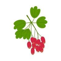 Hand drawn hawthorn with berries and leaves vector illustration. Wild autumn berries on white background