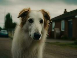 Borzoi dog created with Generative AI technology photo