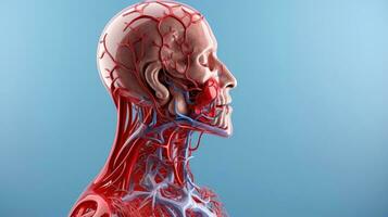 3D illustration mockup of the human organ system, Anatomy, Nervous, circulatory, digestive, excretory, urinary,and bone systems. Medical education concept, Generative AI illustration photo