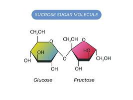 Sucrose Sugar Molecule. Glucose And Fructose vector