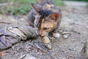 a wild village cat is eating photo