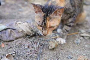 a wild village cat is eating photo