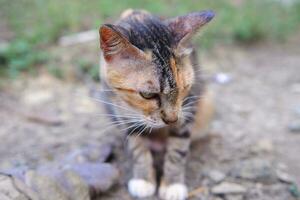 a wild village cat is eating photo