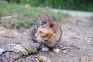 a wild village cat is eating photo