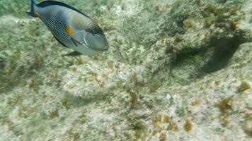 tropisch Fisch sohal Surgeonfish Akanthurus sohal video