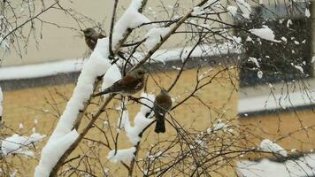 uccelli merli siamo congelamento seduta su il rami, inverno pesante neve è caduta video